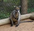 0318-1437 Canberra Zoo (3185340)